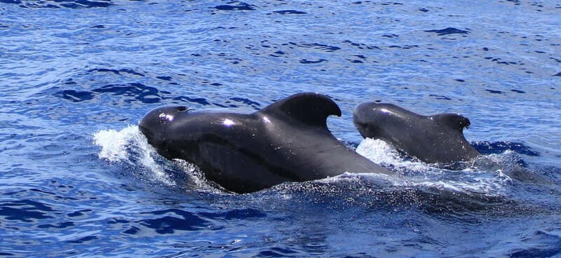 Fuerteventura: Dolphin watching and Lobo Island Combo Cruise - Key Things to Know Before You Go