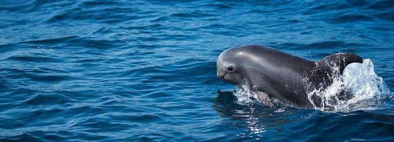 Fuerteventura: Dolphin watching and Lobo Island Combo Cruise - Dolphin and Whale Watching in the Canaries (What You Can Realistically Expect)