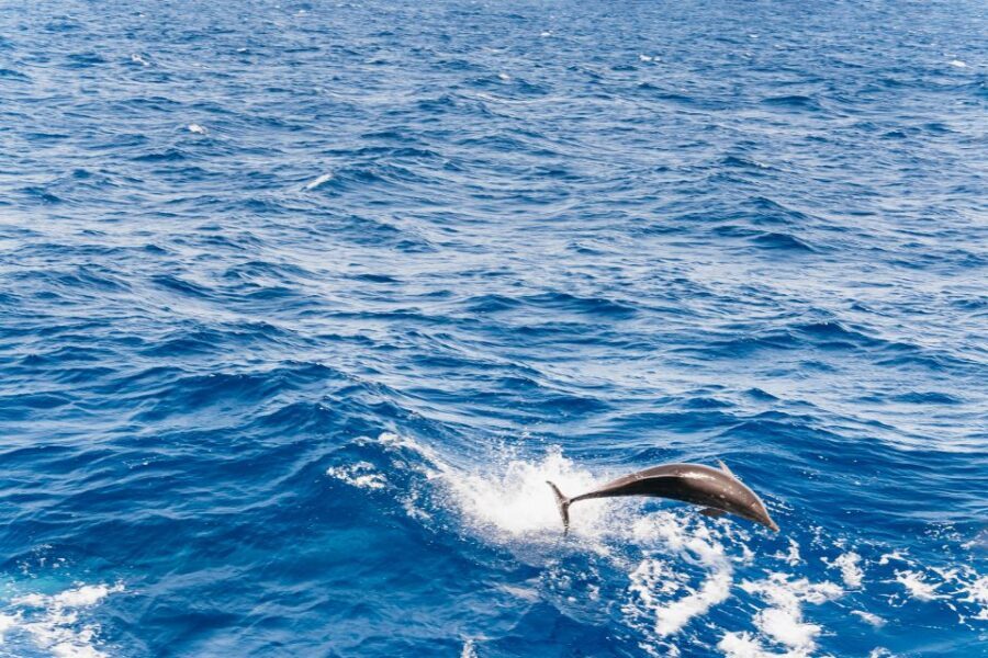 Fuerteventura: Glass Bottom Boat Cruise with Lunch & Drinks - Getting from your hotel to the Odyssee 3 (without the headache)