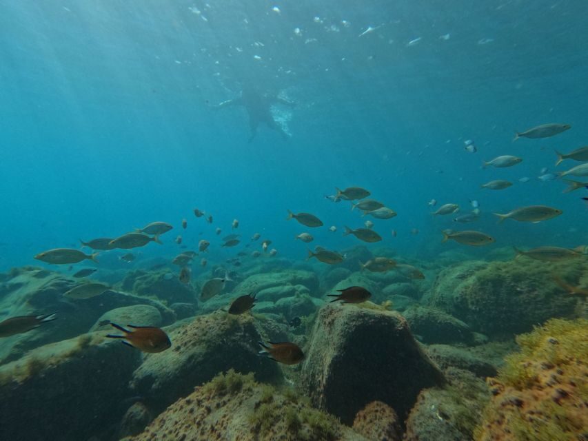 Fuerteventura: Guided Snorkeling in La Lajita with Pickup - La Lajita Beach Snorkeling: Why This Spot Works