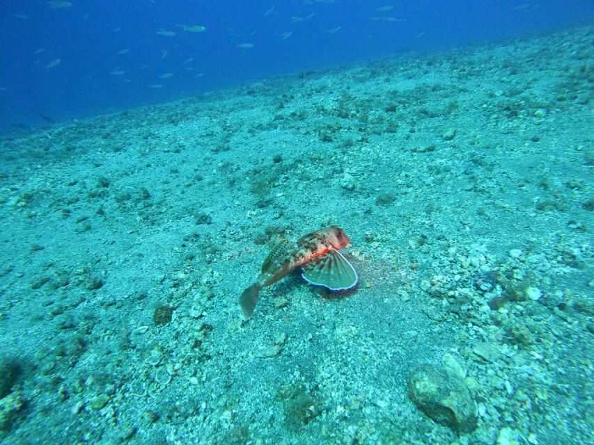 Fuerteventura: Guided Snorkeling in La Lajita with Pickup - Photos as a Paid Add-On: A Nice Memory, Not a Need