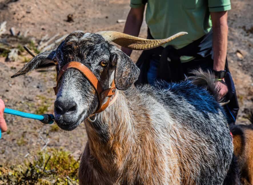 Fuerteventura: Guided Trekking Tour with Island Goats - Value: is $77 a fair deal for 5 hours of goats and desert?