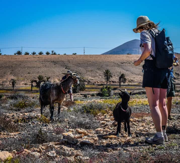 Fuerteventura: Guided Trekking Tour with Island Goats - Why El Cardón’s Goat Trek feels so different from a typical hike