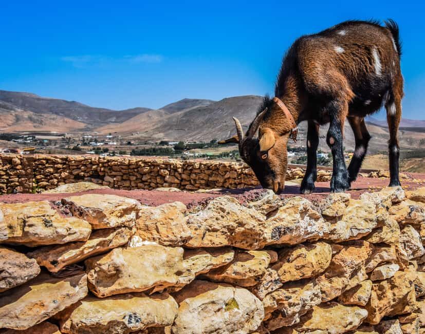 Fuerteventura: Guided Trekking Tour with Island Goats - Meeting the goats: feeding corn and taking your turn on the leash