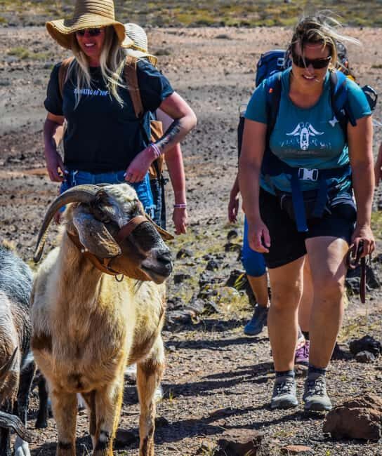Fuerteventura: Guided Trekking Tour with Island Goats - Panoramic viewpoint time: when the desert starts playing with your eyes
