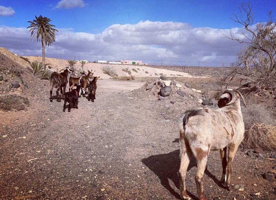 Fuerteventura: Guided Trekking Tour with Island Goats - Snack and lunch in a hut: goat cheese and tomatoes, the local way