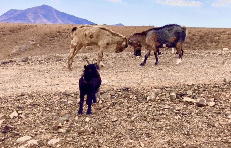 Fuerteventura: Guided Trekking Tour with Island Goats - Who should book this goat trekking tour (and who should skip)