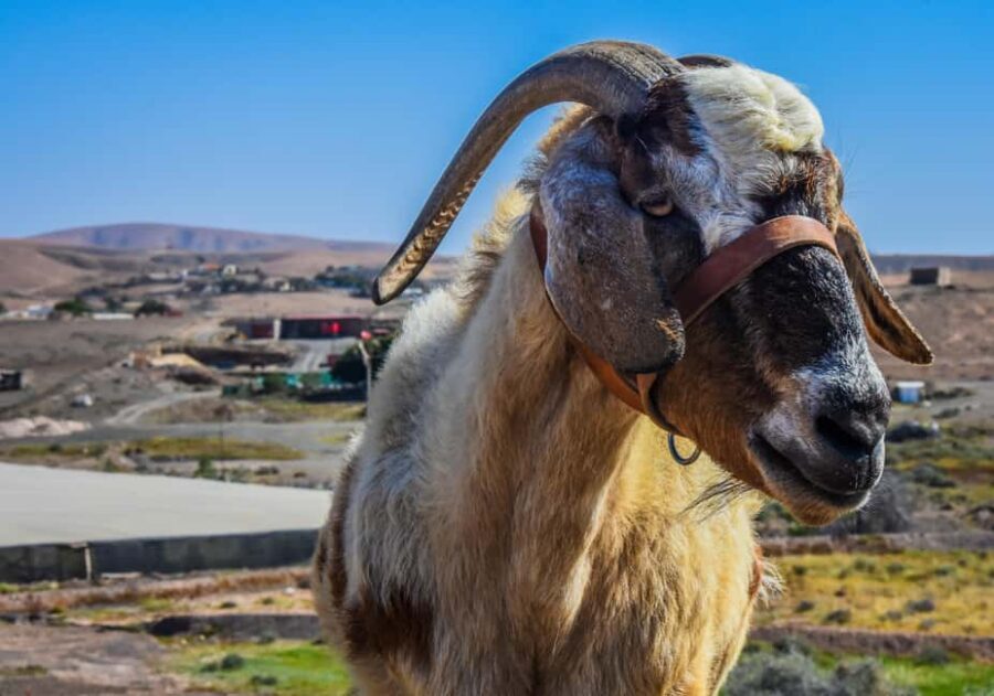 Fuerteventura: Guided Trekking Tour with Island Goats - Pickup and the van ride: the smooth start for a 5-hour day