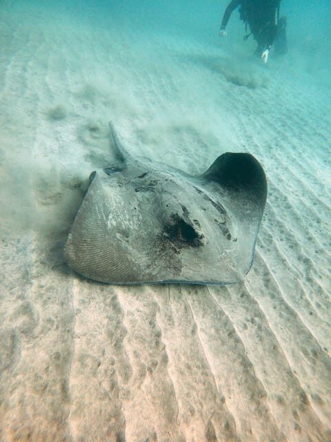 Fuerteventura: Introduction to Scuba Diving - The short transfer to La Lajita: what you’re really buying with the location