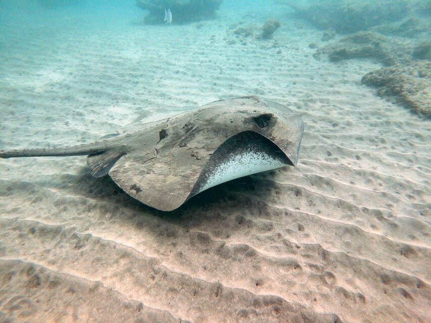 Fuerteventura: Introduction to Scuba Diving - Photos and video: easy souvenirs, but plan for the extra € cost