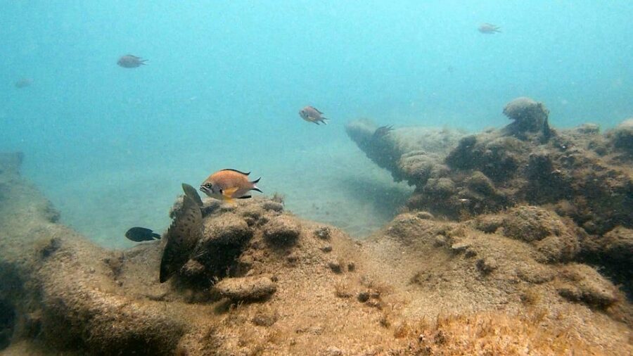 Fuerteventura: Introduction to Scuba Diving - Languages, instructors, and small-group coaching: why it stays calm