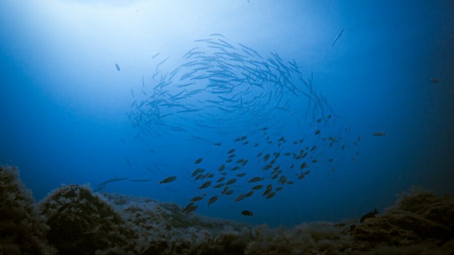 Fuerteventura: Introductory Dive in La Lajita with Pickup - Where La Lajita fits into Fuerteventura (and why it matters)