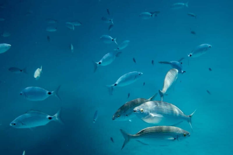 Fuerteventura: Lobos Island Catamaran Cruise with Lunch - Price and value: is $78 a fair deal?