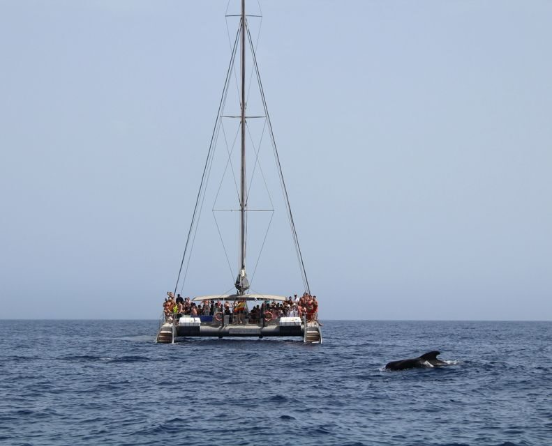 Fuerteventura: Magic Catamaran Trip with Food and Drinks - From Morro Jable to the South Coast: Why This Trip Fits Fuerteventura