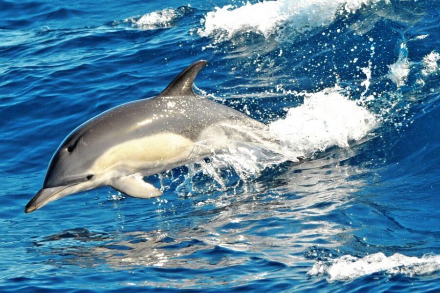 Fuerteventura: Magic Catamaran Trip with Food and Drinks - Mozarabic Chicken Lunch and Open Bar: Food That Actually Keeps You Going