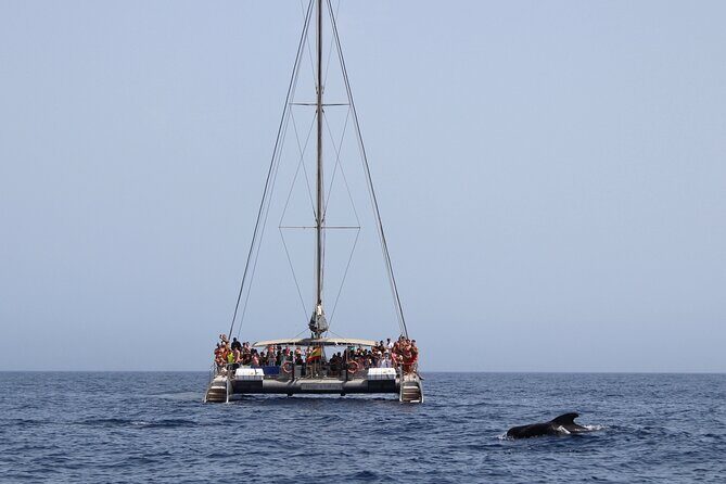 Fuerteventura: Magic Select Catamaran Trip with Food & Drinks - Who Should Book This Fuerteventura Catamaran Trip