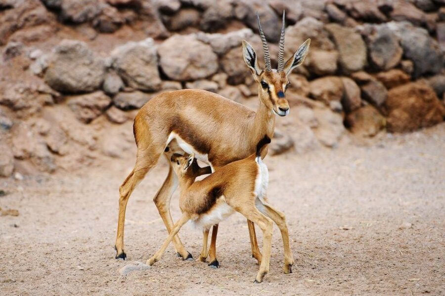 Fuerteventura: Oasis Wildlife Entry Ticket - Key points to know before you go