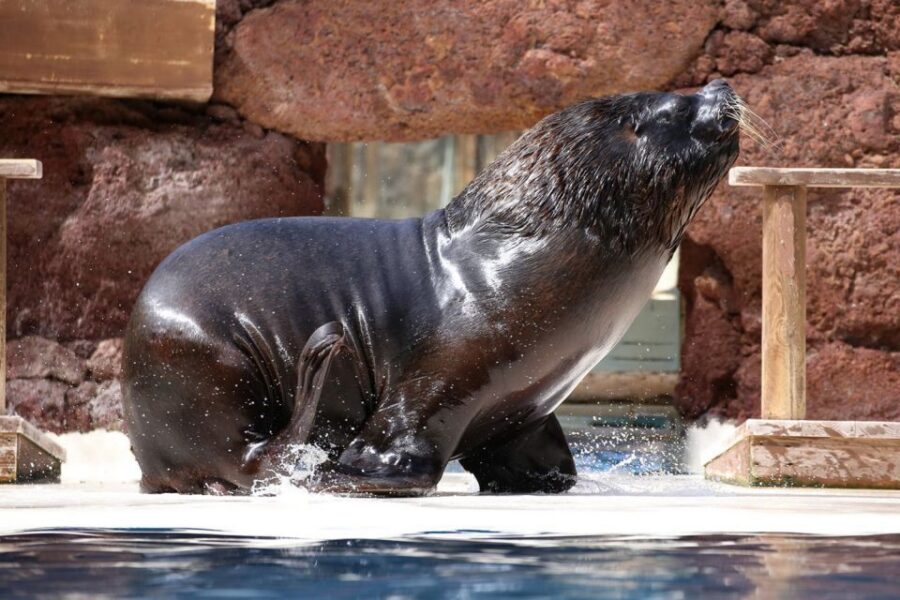 Fuerteventura: Oasis Wildlife Entry Ticket - Price and Logistics: Is the $47 Ticket Good Value?