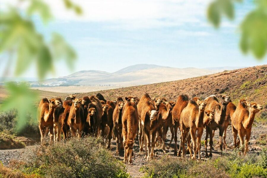 Fuerteventura: Oasis Wildlife Entry Ticket - Getting Your Bearings: Size, Shade, and How the Day Actually Moves