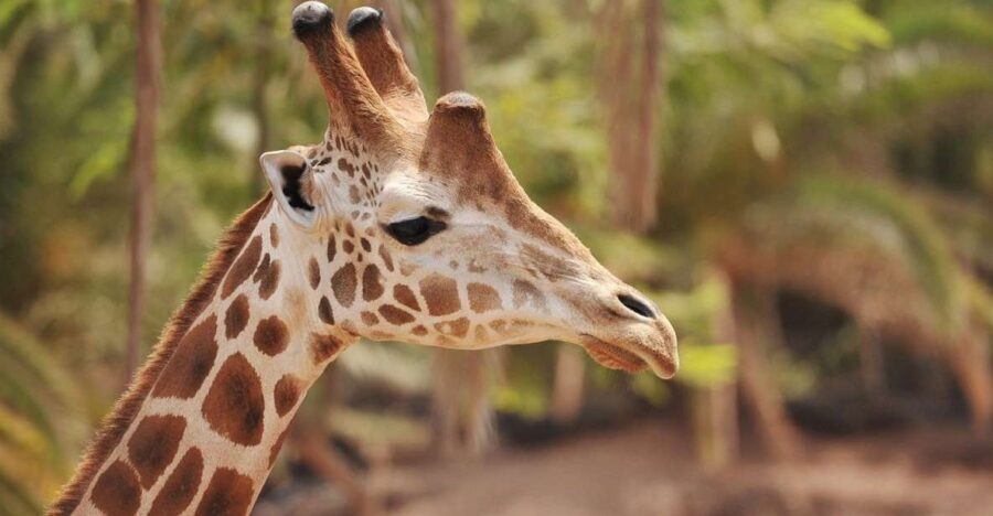 Fuerteventura: Oasis Wildlife Entry Ticket - Live Demonstrations: Reptiles, Parrots, Sea Lions, Birds of Prey