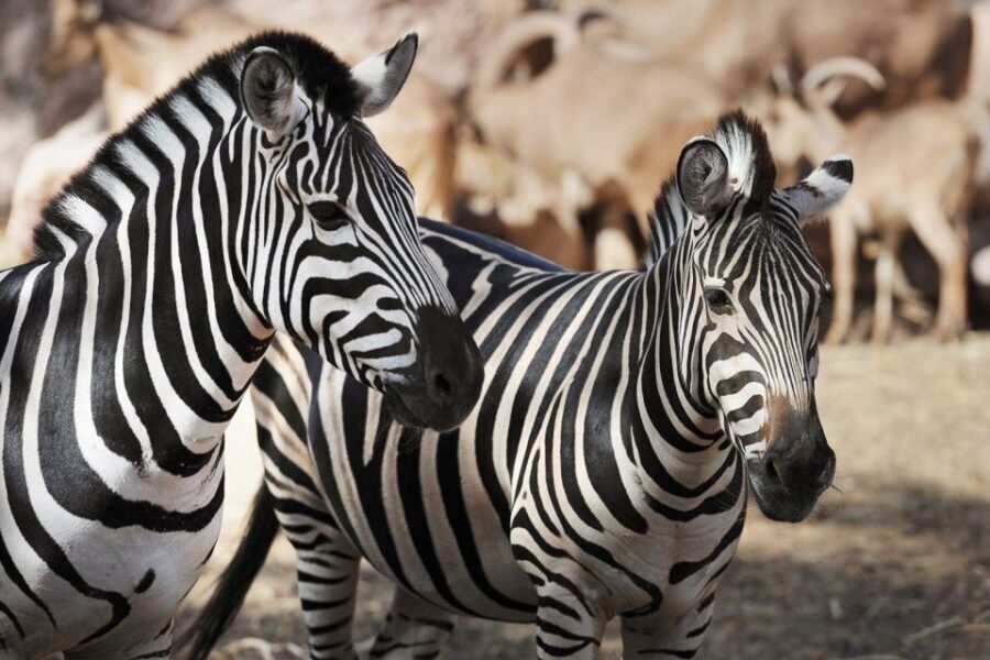 Fuerteventura: Oasis Wildlife Entry Ticket - Feeding, Photos, and Close-Up Moments: Where Giraffes Take Over