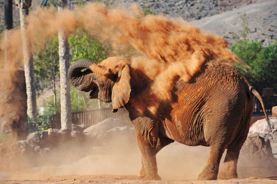 Fuerteventura: Oasis Wildlife Entry Ticket - Where to Eat at Oasis: Restaurants, Breaks, and Keeping Your Energy Up