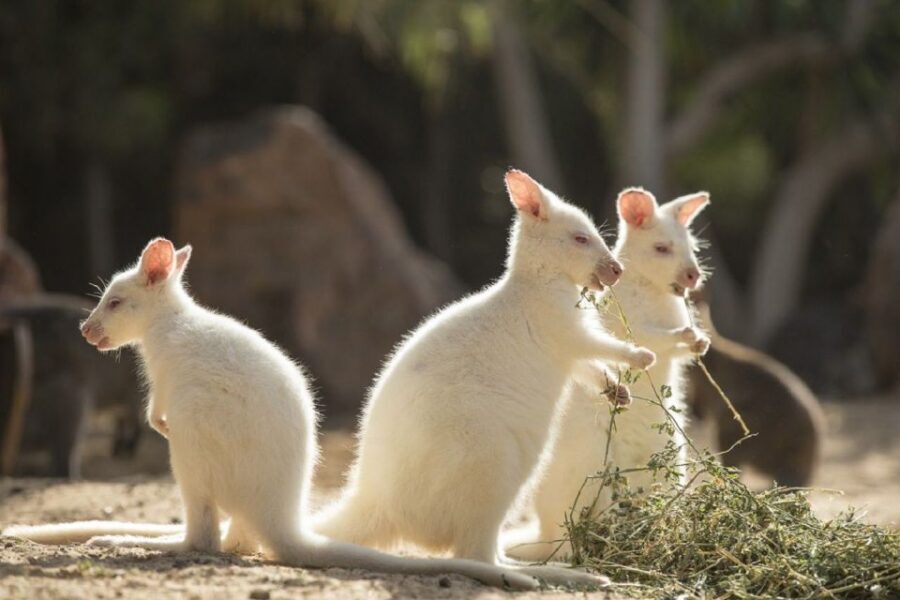 Fuerteventura: Oasis Wildlife Entry Ticket - Wheelchair Access and Practical Comfort for Real Life