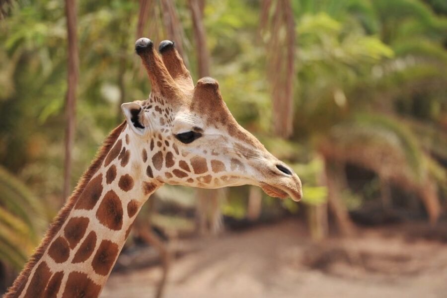 Fuerteventura: Oasis Wildlife Entry Ticket - 3,000 Animals, 250 Species: What You’ll See on the Self-Guided Route