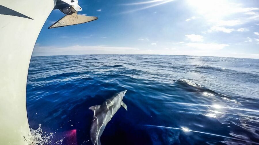 Fuerteventura: Sailing with Snorkeling and Dolphin Watching - What the small-group setup changes for you
