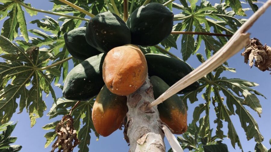 Fuerteventura: Tapas and Local Life Guided Tour - Why Fuerteventura Food Feels Different Here