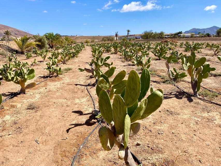 Fuerteventura: Tapas and Local Life Guided Tour - The Green Mojo Moment: A Live Cooking Show You Can Picture Again