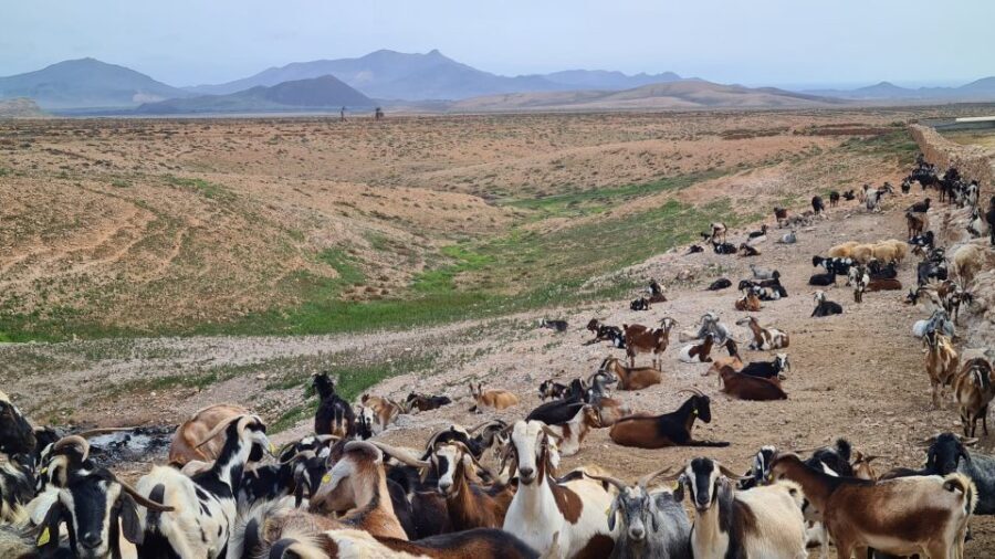 Fuerteventura: Tapas and Local Life Guided Tour - Group Size, Personal Hosts, and What You’ll Actually Get Out of It
