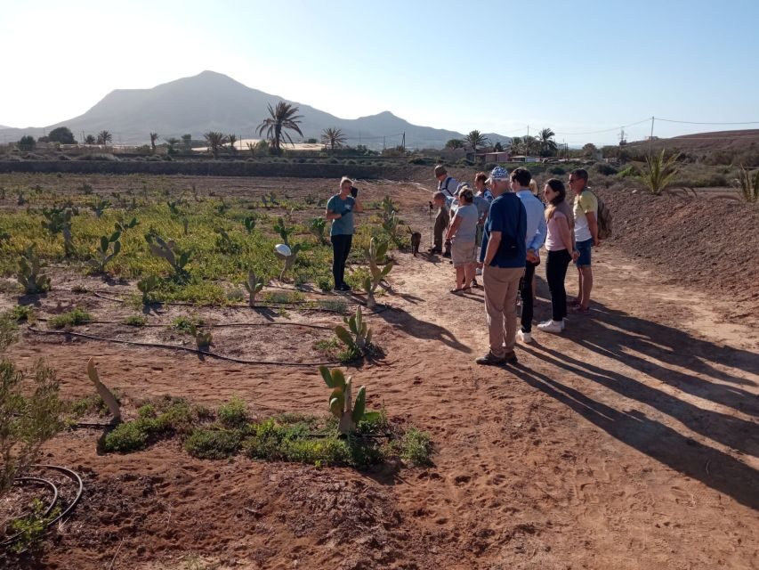 Fuerteventura: Tapas and Local Life Guided Tour - Pickup, Van Rides, and the Pace of a 5-Hour Morning