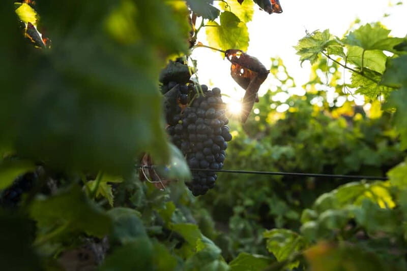 Fuerteventura: Tour & tasting at Conatvs Winery - Key things I’d put on your radar
