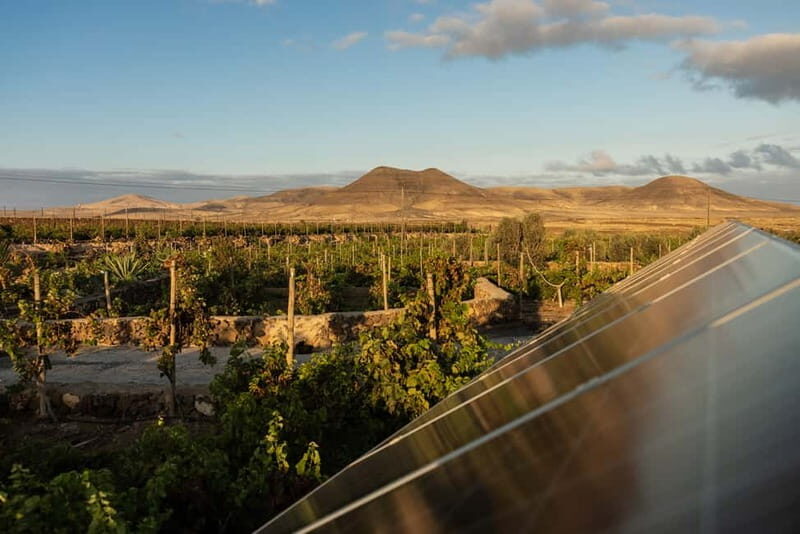 Fuerteventura: Tour & tasting at Conatvs Winery - Should You Book the Conatvs Wine and Tasting Tour?
