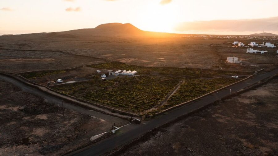 Fuerteventura: Tour & tasting at Conatvs Winery - Tasting Room Reality: 3 Wines Plus Real Island Food