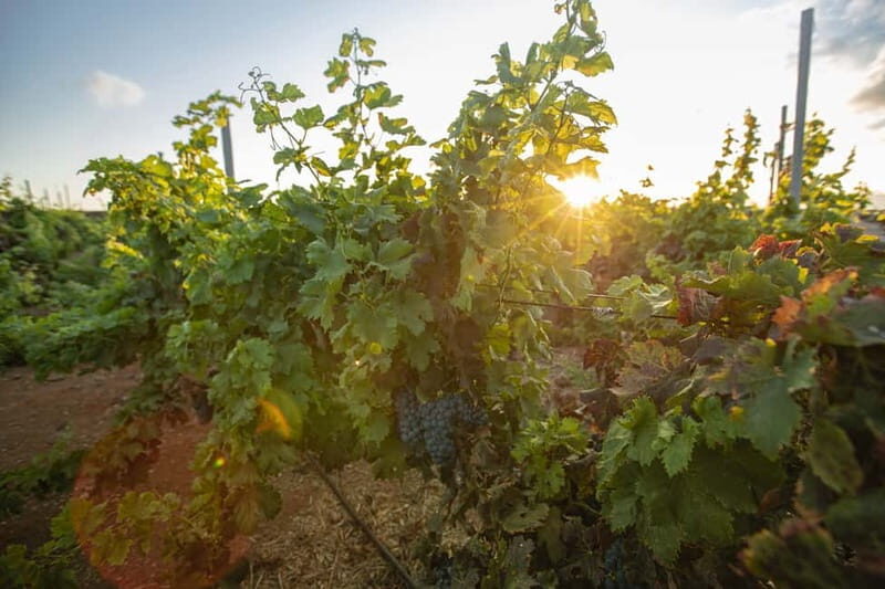 Fuerteventura: Tour & tasting at Conatvs Winery - Who Should Book This Tour (and Who Might Skip It)