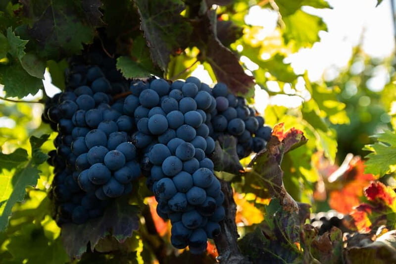 Fuerteventura: Tour & tasting at Conatvs Winery - The 1-Hour Plan: From Vineyard Rows to Your Final Sip
