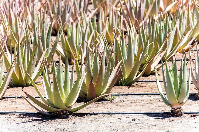 Fuerteventura Villages Caves and Farm Tour with Lunch from South - Valle de Santa Inés Lunch: The Break You’ll Appreciate