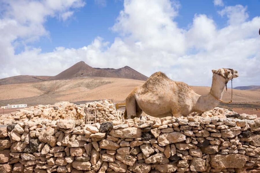 Fuerteventura: volcanic hike to the crater edge - Guide-led myth and nature stories (and why it changes the hike)