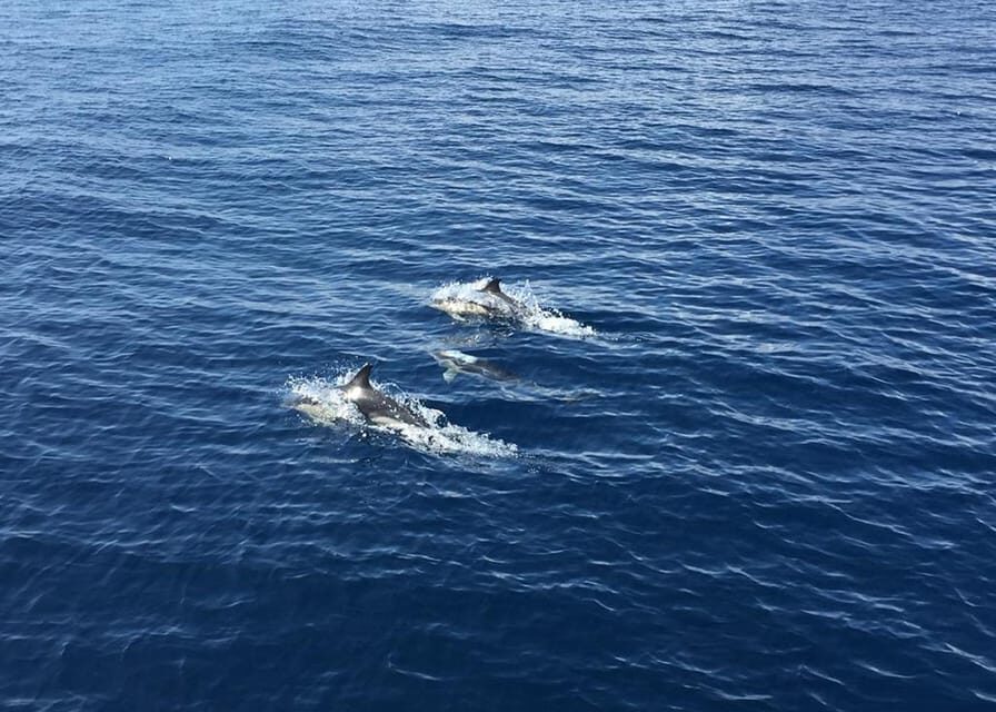 Fuerteventura: Whale & Dolphin Watching Boat Tour with Guide - Key things I’d circle before you go