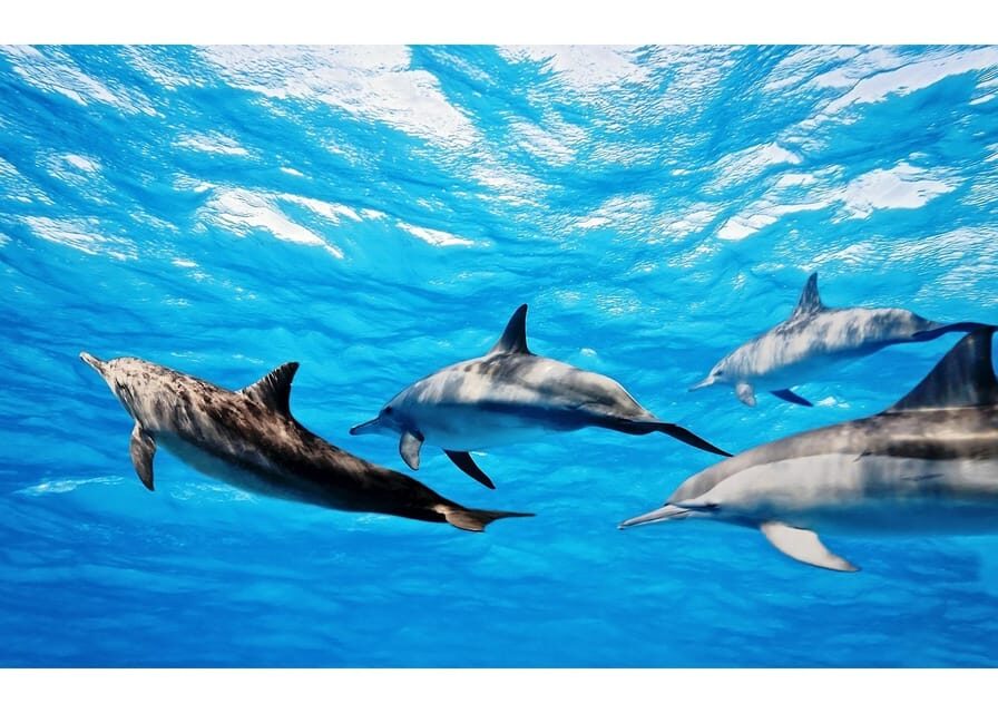 Fuerteventura: Whale & Dolphin Watching Boat Tour with Guide - Dolphins and pilot whales: how the guide helps you spot wildlife