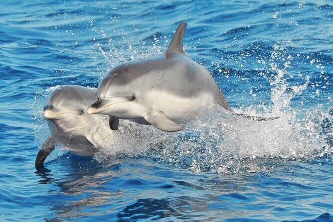 Morro Jable: 2 Hours Magic Dolphin & Whale watching with Drinks & Swim Stop. - “Magic Dolphin” search style: why it feels exciting even when the sea is rough
