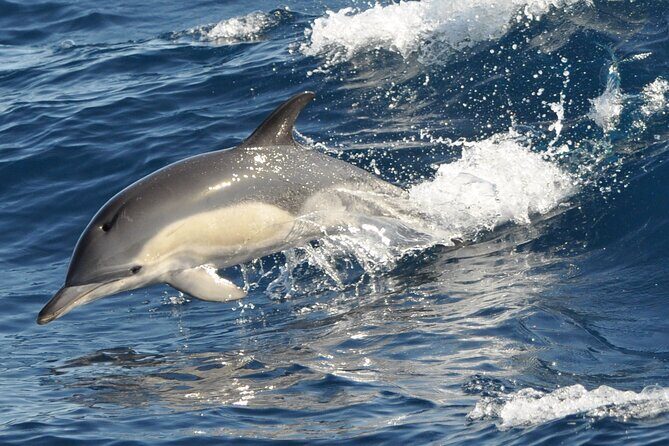 Morro Jable: 2 Hours Magic Dolphin & Whale watching with Drinks & Swim Stop. - What you’ll actually do during the 2 hours