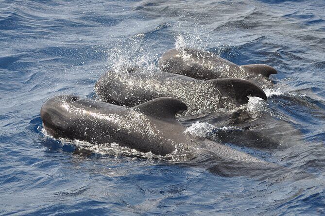 Morro Jable: 2 Hours Magic Dolphin & Whale watching with Drinks & Swim Stop. - Pickup from Costa Calma, Esquinzo, and Jandía: convenient, but not automatic
