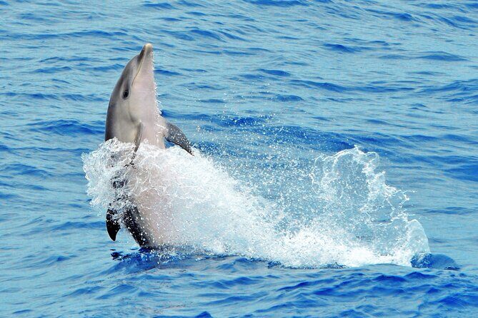 Morro Jable: 2 Hours Magic Dolphin & Whale watching with Drinks & Swim Stop. - Crew and boat personality: the difference between fun and frustration
