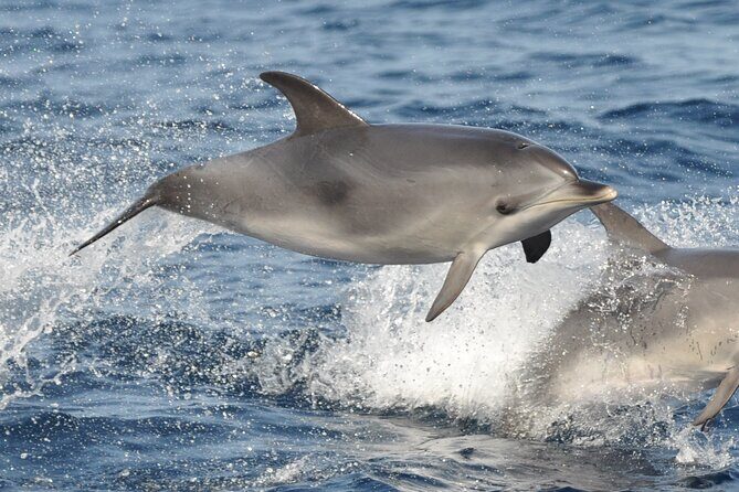 Morro Jable: 2 Hours Magic Dolphin & Whale watching with Drinks & Swim Stop. - Price and value: what $59.13 buys you (and when it doesn’t feel fair)