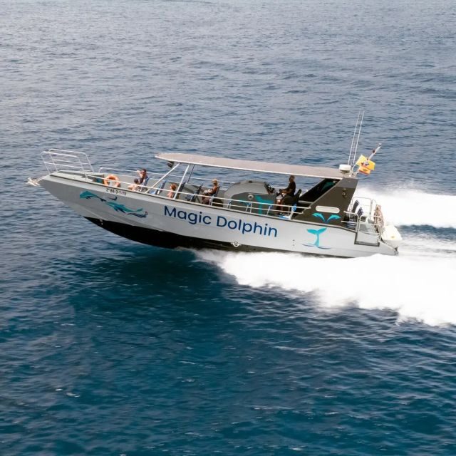 Morro Jable: Dolphin & Whale Watching Cruise, Drinks & Swim - Key things to know before you go