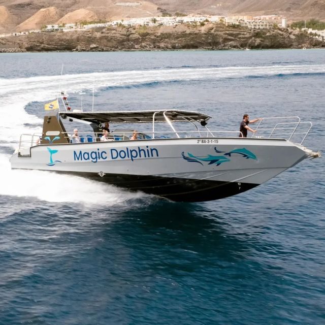 Morro Jable: Dolphin & Whale Watching Cruise, Drinks & Swim - Who this cruise suits best (and who should adjust their expectations)