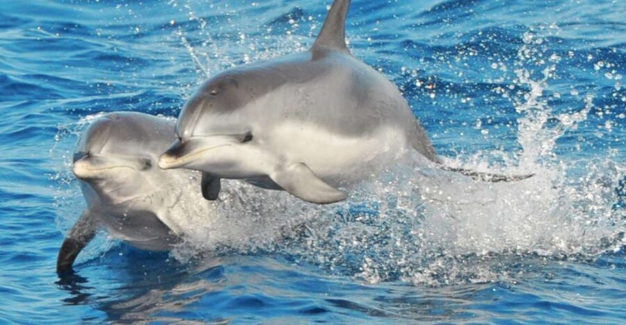 Morro Jable: Dolphin & Whale Watching Cruise, Drinks & Swim - How the dolphin-and-whale search works (and why the crew’s behavior is part of the value)